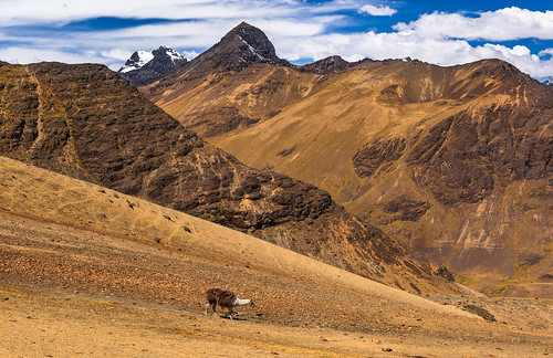 mountains geotagged bolivia llamas cordillerareal