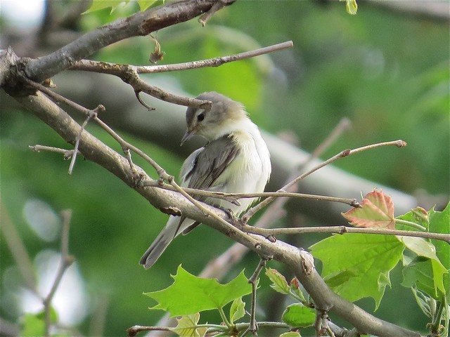 Warbling Vireo at Centennial Park in McLean County, IL