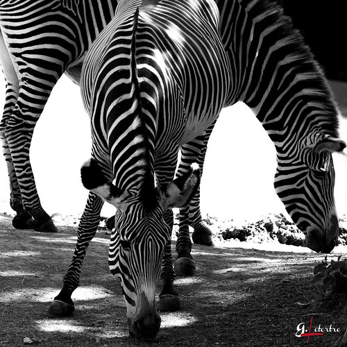 blackandwhite france animals zoo noiretblanc wildlife cher zebra et abstrait loiretcher loir faune 2015 zebres beauval parcanimalier landscapelightlumierebrouillardseacanon7dsunsoleil