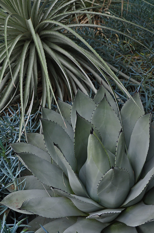 Conservatory - Silver Garden - Agave parryi (2)