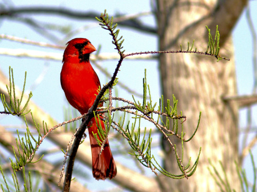 Northern Cardinal in Pond Cypress 5-20170401