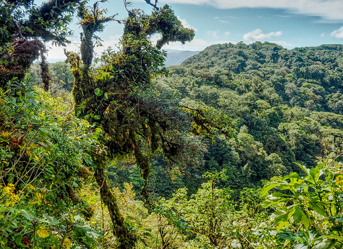 costarica natur landschaft wald wood selva
