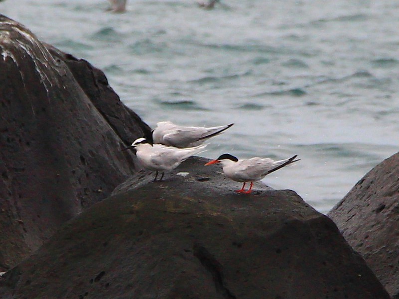 IMG_3333 紅燕鷗與蒼燕鷗 Roseate Terns and Black-naped Tern