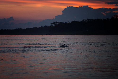 sunset peru amazon nauta riomarañón sotaliafluviatilis delphinidaefamily