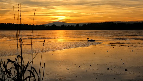 aberdeen aberdeenshire lochofskene swan sunset sunrise red flickr winterwatch springwatch canon