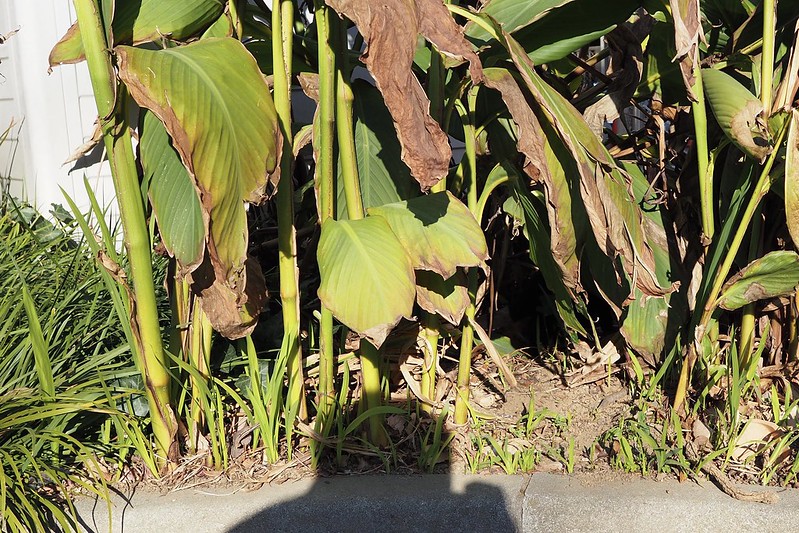 池袋ネコ歩き池袋二丁目公園の黒猫