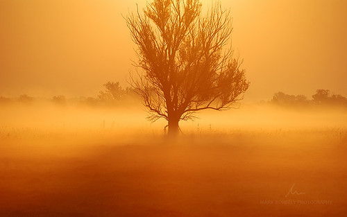 morning mist tree nature field sunrise landscape dawn golden hungary outdoor grassland