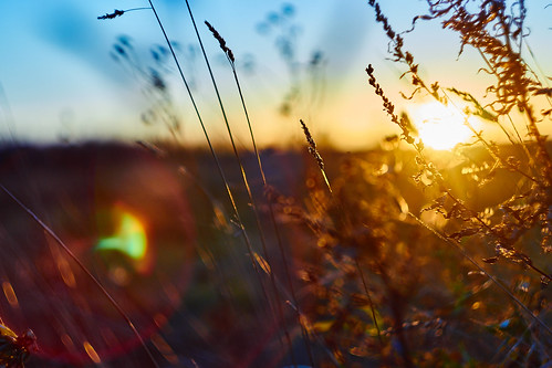 sunset sun sunlight color nature field grass landscape movement colours wind bokeh outdoor sony m42 flare manual colourful patch alpha karelia foreground helios karjala 44m4 44m a6000