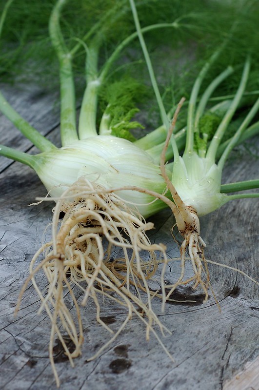 Fennel from the garden by Eve Fox, the Garden of Eating, copyright 2015