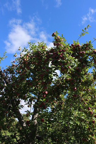 canada tree apple fruit quebec québec arbre qc verger montérégie hemmingford monteregie