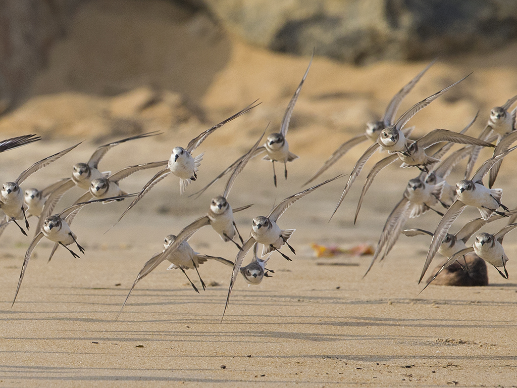 Sanderling and Sand Plover    Sri Lanka