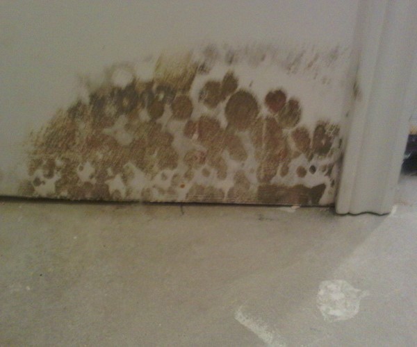 How to Get Rid of Mold in Basement
