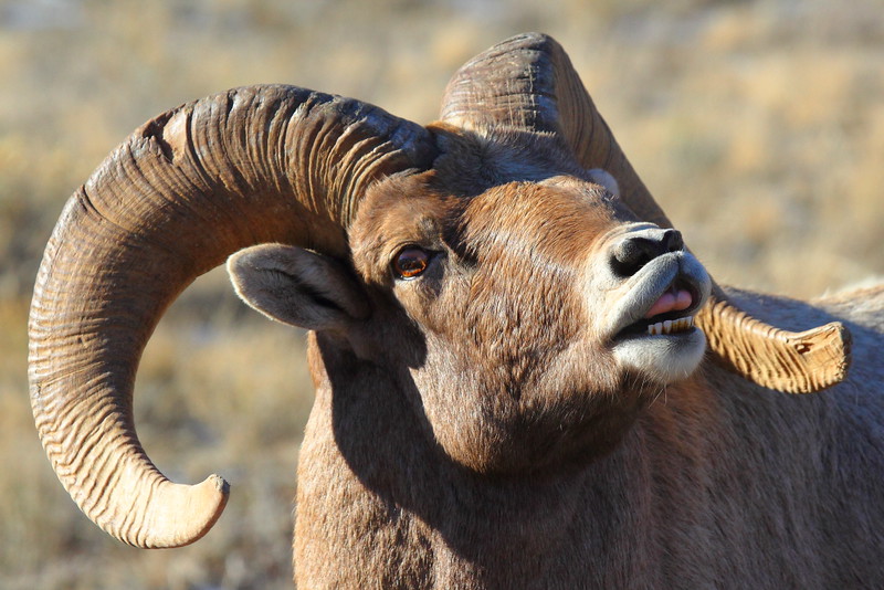 IMG_0043 Lip Curl of Bighorn Sheep
