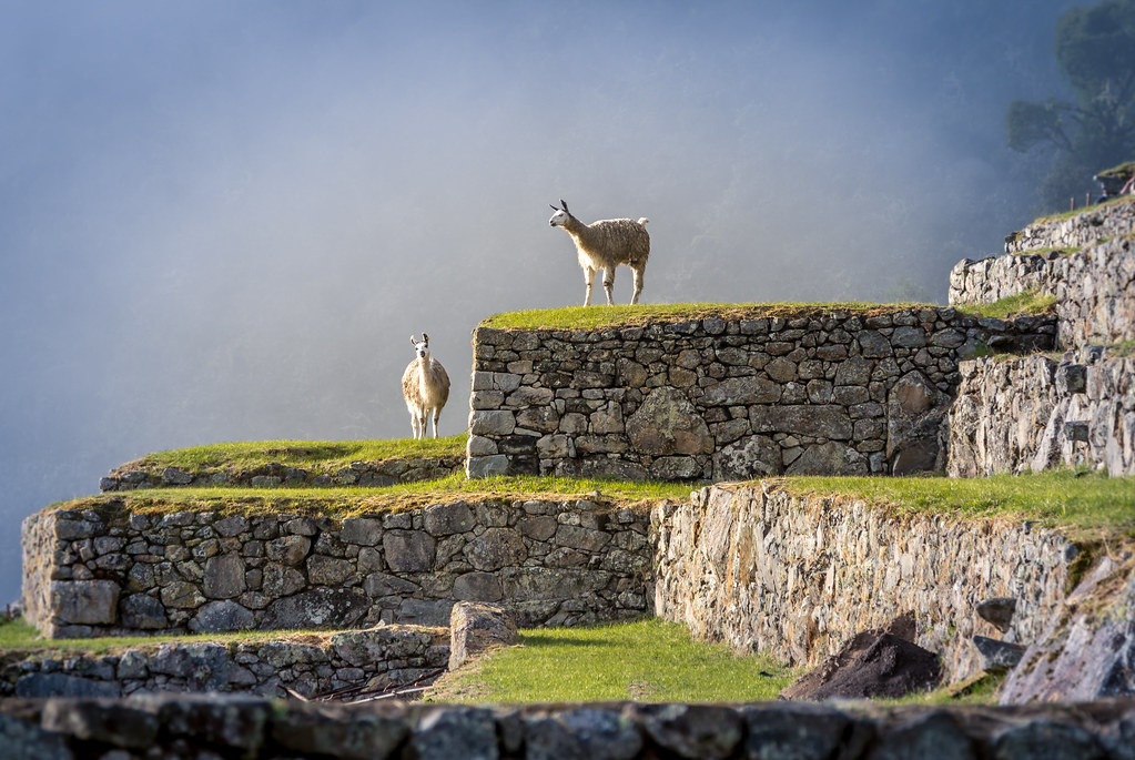 Lamas dans la cité archéologique du Machu Picchu