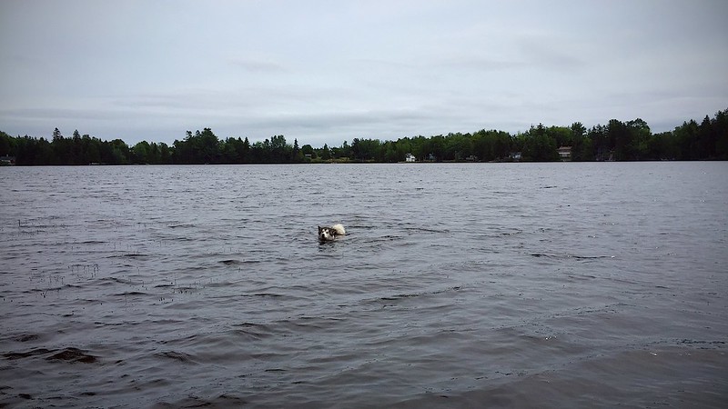 219/365. frida takes her first swim at camp!