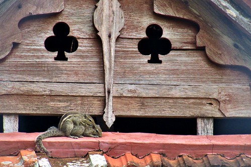 roof india love rooftop architecture squirrels kerala palace gable worldphotographyday padmanabhapuram sanandkarun sanandkarunakaran loveontherooftop
