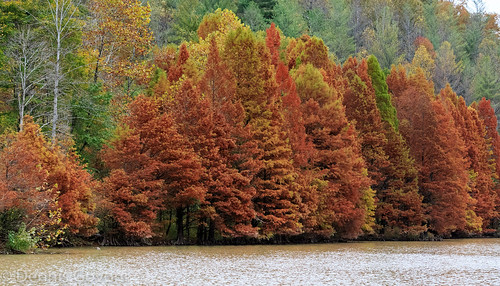 fall landscape kentucky baldcypress jennywiley lakedewey