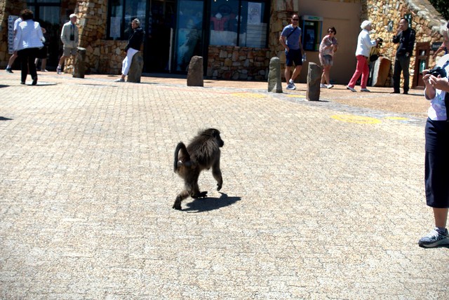 Baboon at the Cape of Good Hope