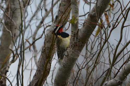 winter tree bird birds illinois woodpecker nikon migration sapsucker yellowbelliedsapsucker 2015 eddyville nikond7100