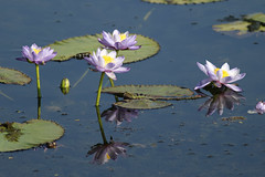 Water lilies, Marglu Billabong, Parrys Lagoon CR8B0917