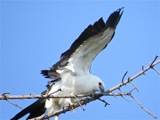Swallow-tailed Kite in Champaign, IL 13