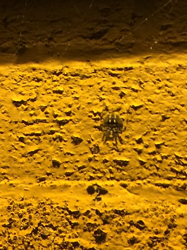 spider web arachnid garyin skitter