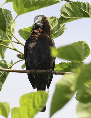 goma grosbeakweaver drcbirds amblyopizaalbifrons