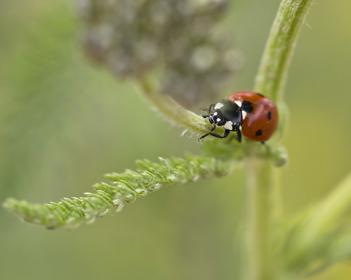 red black flower green nature bug insect outdoor co ladybug wildflower creede sigma105mmf28 riograndenationalforest sonyalpha77v