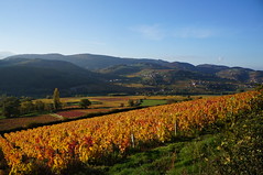 Vignes de Serrières - Photo of Saint-Léger-sous-la-Bussière