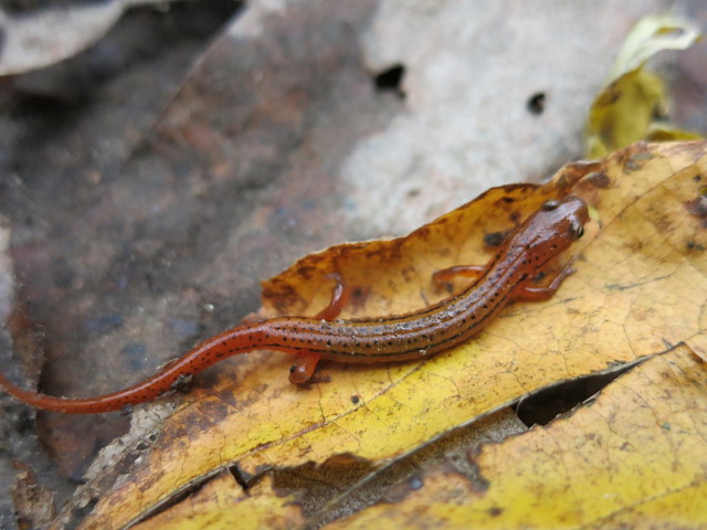 Blue Ridge two-lined salamander (Eurycea wilderae) Linville Gorge