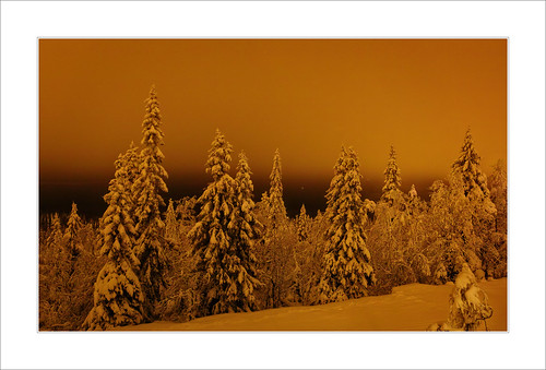 longexposure trees light snow night artificiallight