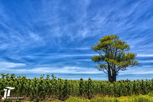 field sunflowers clouds tree outdoors nikond750 queensland