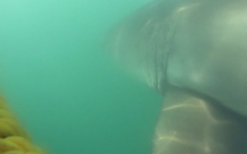 Hermanus: Tiburones y ballenas - Septiembre 2015 en Sudáfrica (13)