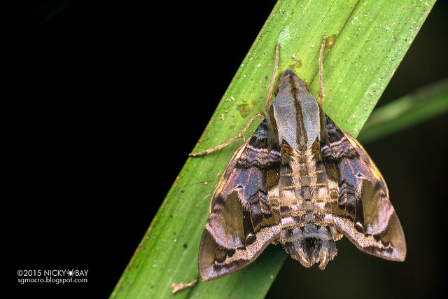 Hawk moth (Sphingidae) - DSC_9520