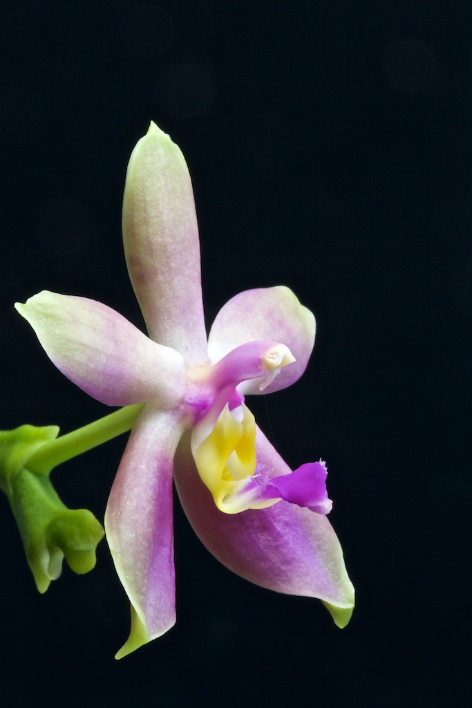 Phalaenopsis valentinii x bellina 21951946309_27ae5bf97f_b
