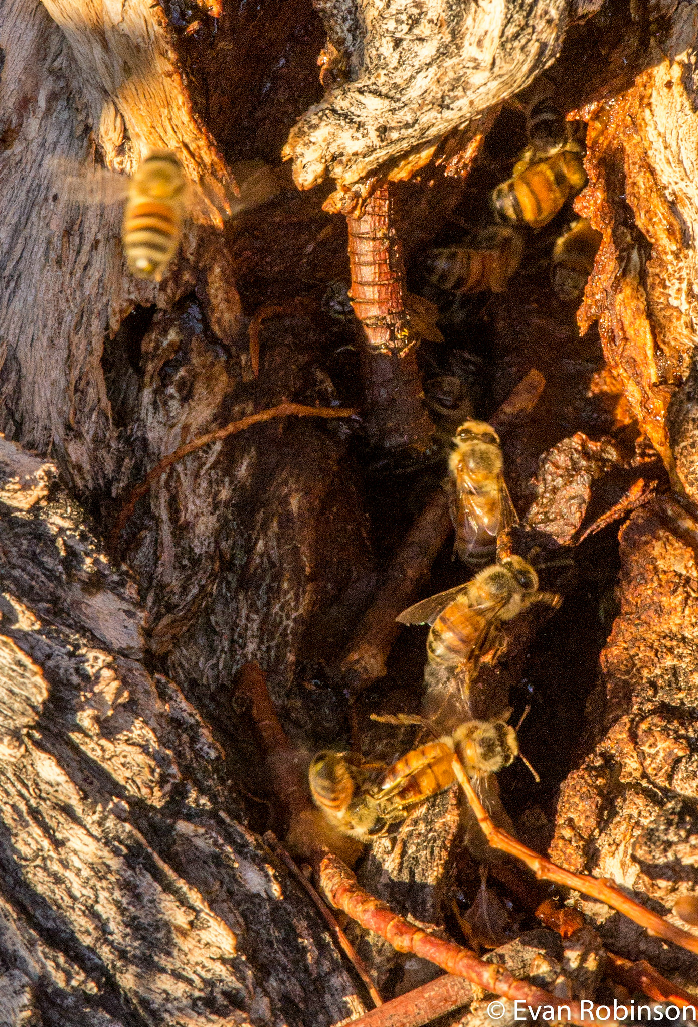 Beehive in trunk, Owens Valley, CA