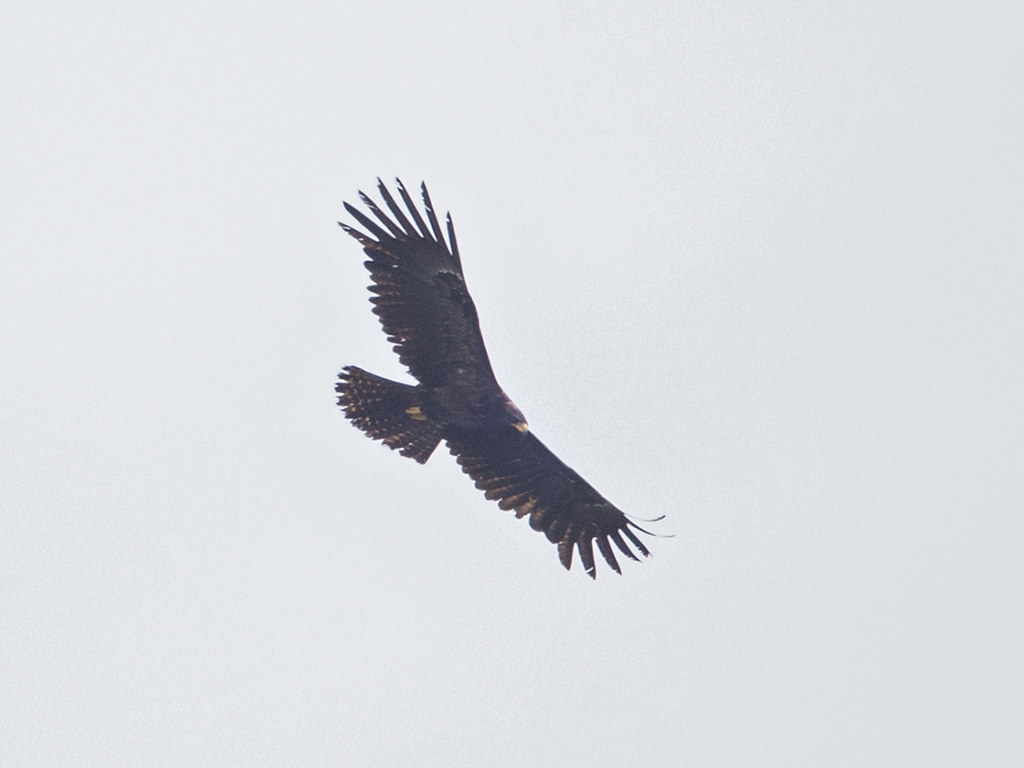 Black Eagle    Sri Lanka
