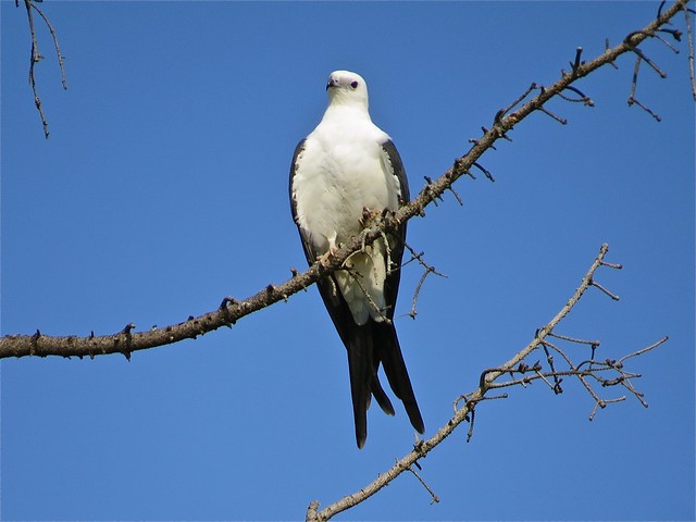 Swallow-tailed Kite in Champaign, IL 02