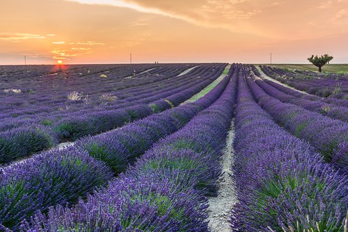 travel sunset summer sky sun france europe violet lavender fields provence fr francia lavandula valensole provencealpescôtedazur