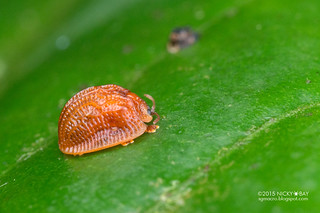 Mottled tortoise beetle (Spaethiella sp.) - DSC_2789