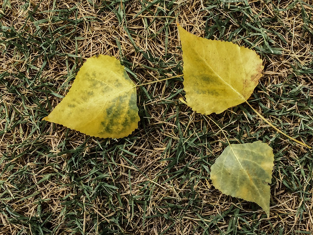 Yellow Cottonwood Tree Leaves
