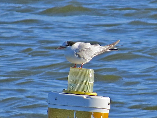 Common Tern at Lake Bloomington in McLean County, IL 36