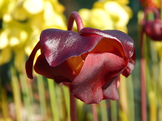 Sarracenia purpurea subspecies purpurea