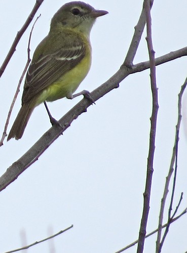 Bell's Vireo at the Kenneth L. Schroeder Wildlife Sanctuary 01