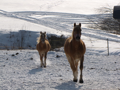 haflinger pferde horses landschaft landscape animals tiere schnee snow schneelandschaft winterlandschaft weide unterbibrach oberpfalz upper palatinate schecklmann