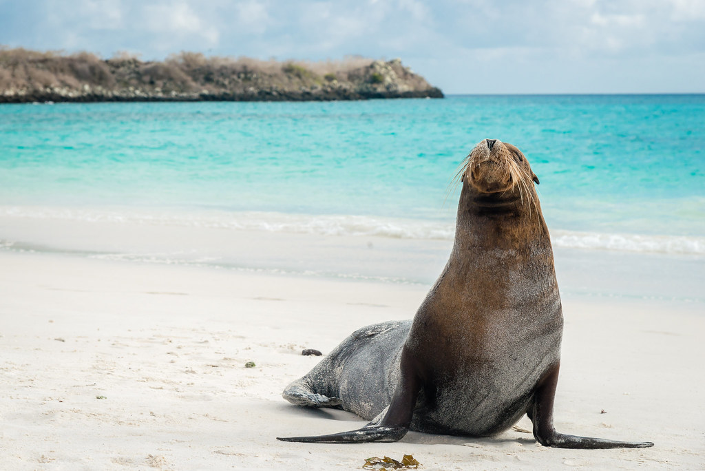 Lion de mer, Galapagos