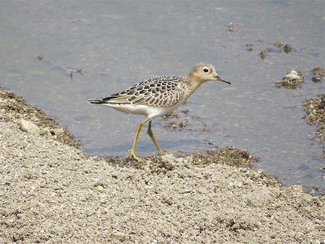 Buff-breasted Sandpiper at El Paso Sewage Treatment Center in Woodford County, IL 08