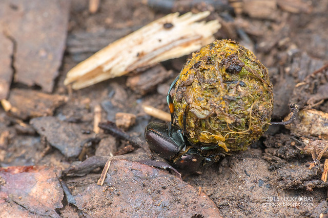 Dung beetle (Scarabidae) - DSC_4393