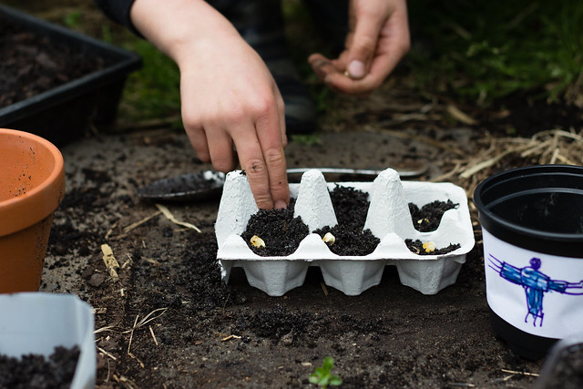 How to raise seedlings Plant a seed
