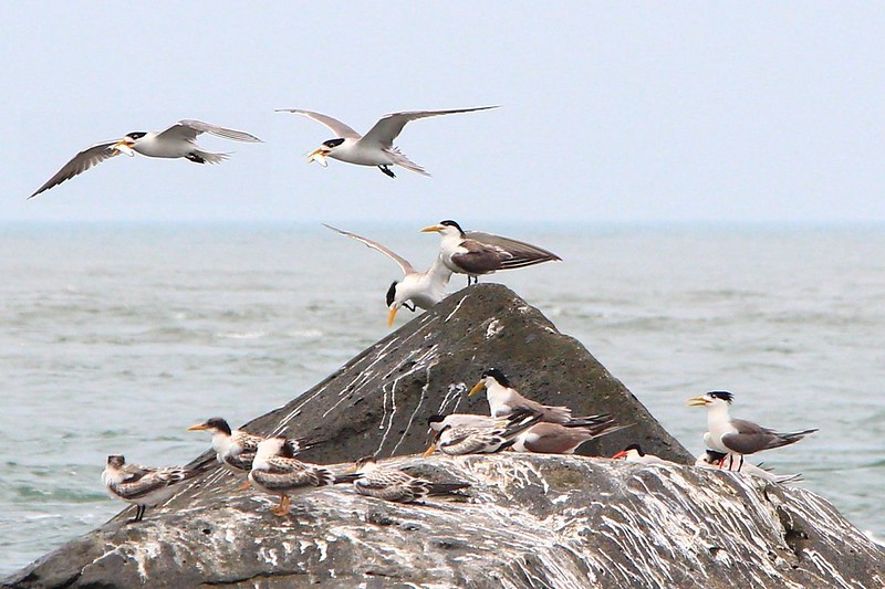 IMG_3385c 鳳頭燕鷗與紅燕鷗 Greater Crested Terns and Roseate Terns